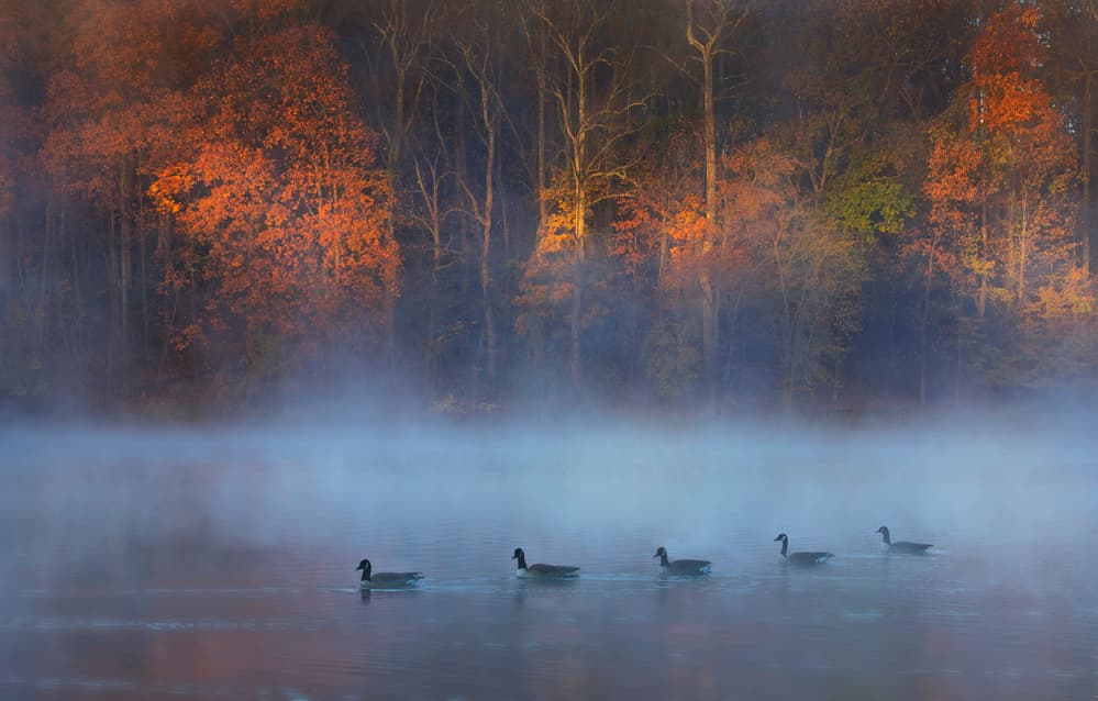 Autumn Mist Geese by Yanny Liu — canvas wall art