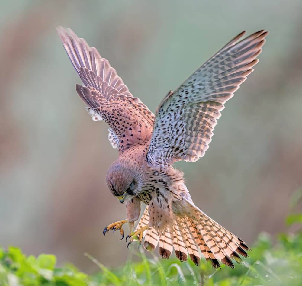 Kestrel Hunting Dive by Eldad Levin — canvas wall art
