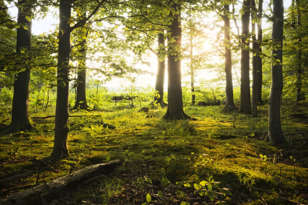 Summer in the Woods by Stefan Hefele — canvas wall art