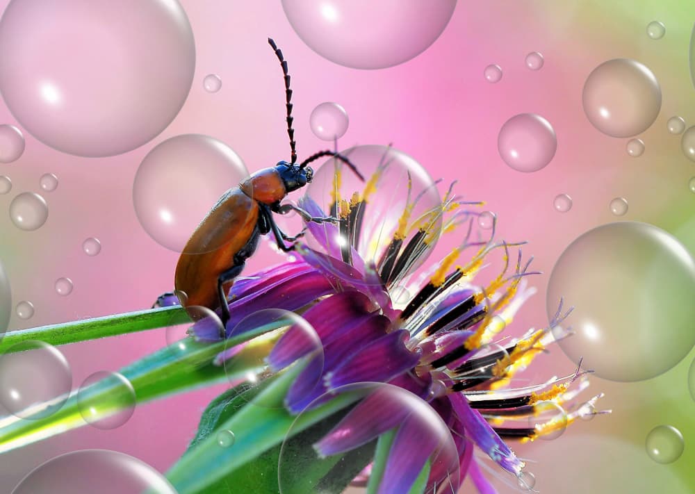 Beetle Bloom And Bubbles by Thierry Dufour — canvas wall art