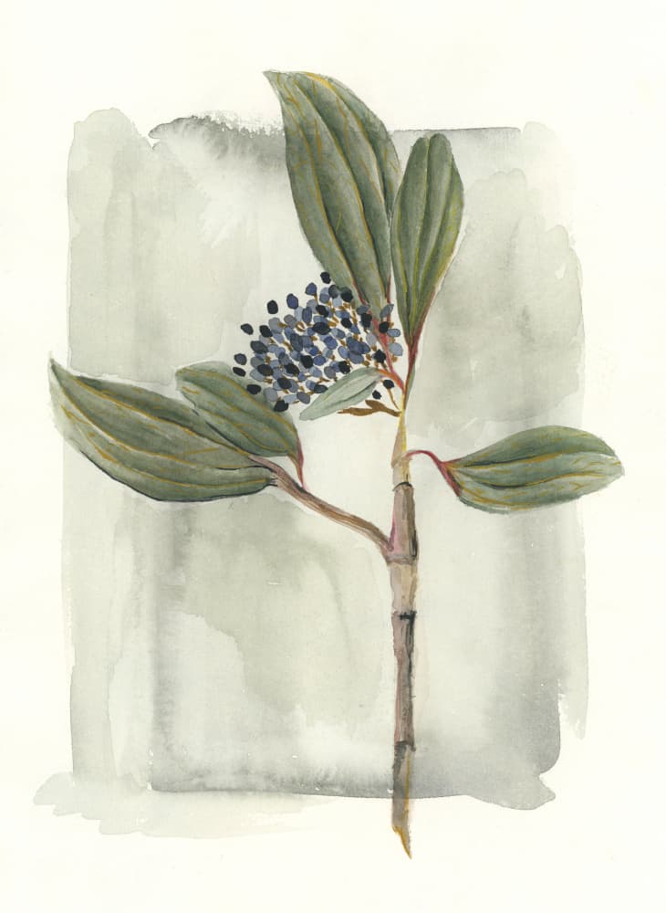 Botanical Blue Berries by Lucrecia Caporale — canvas wall art