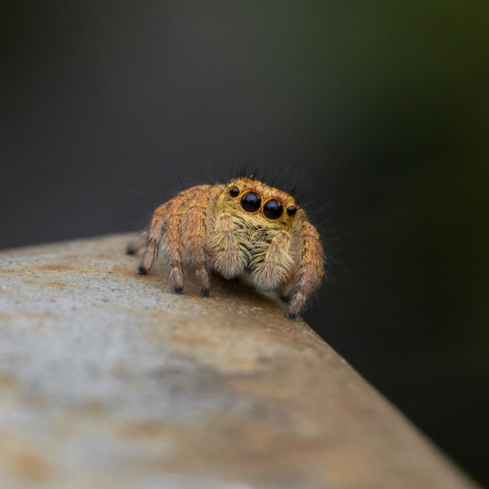 Curious Jumping Spider by Sergio Barboni — canvas wall art