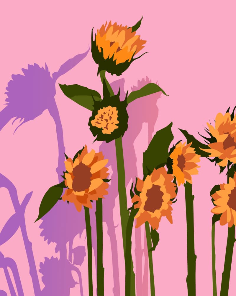 Pink Sunshine Sunflowers by Uma Gokhale — canvas wall art