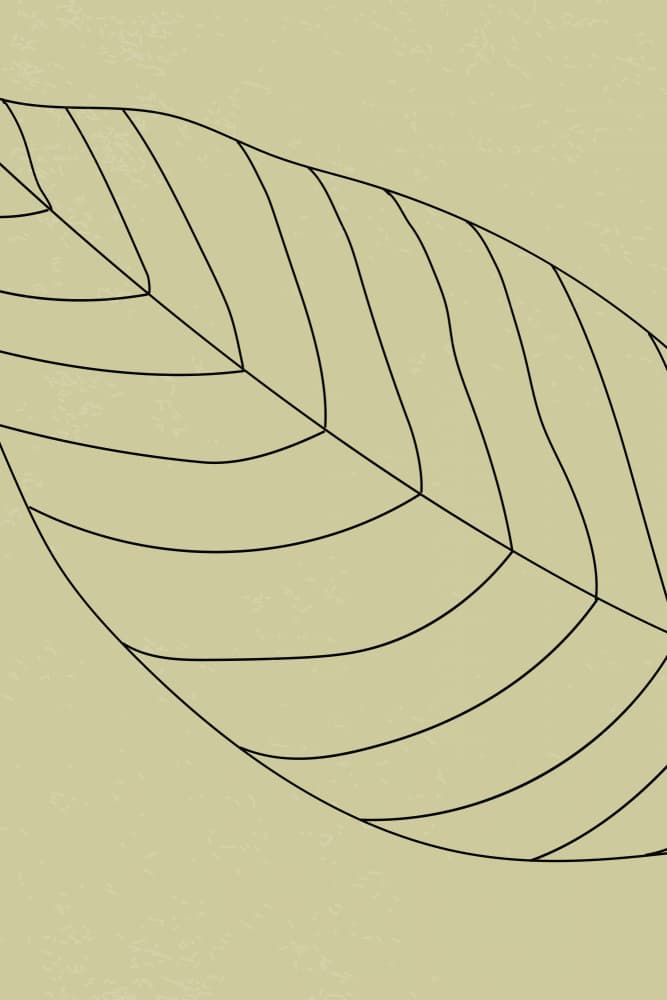 Minimalist Botanical Lines by jay stanley — canvas wall art