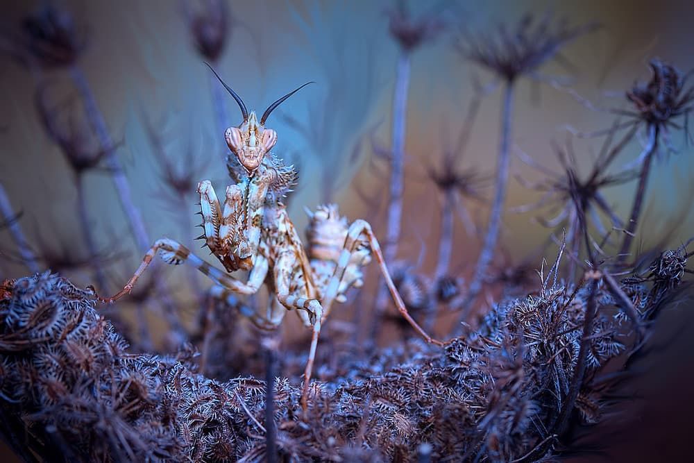 Ornate Praying Mantis by Jimmy Hoffman — canvas wall art