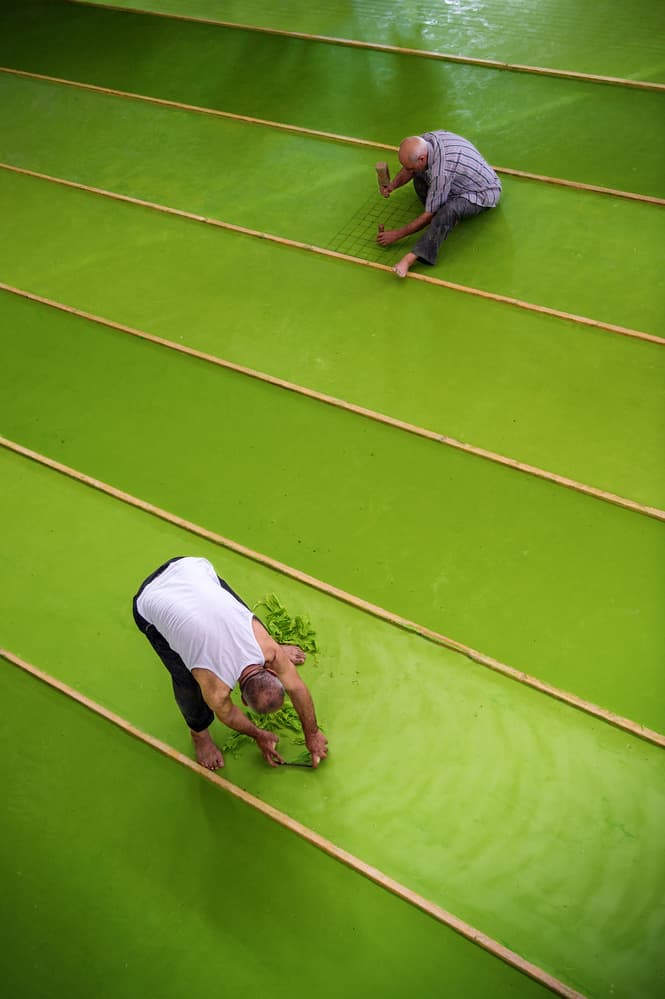 Algae Farm Workers by Burak Senbak — canvas wall art