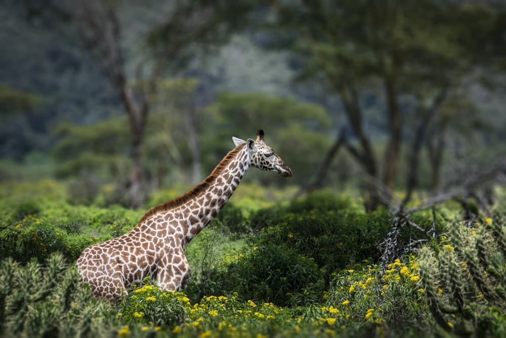 Giraffe In Bloom by Mallal Moshe — canvas wall art