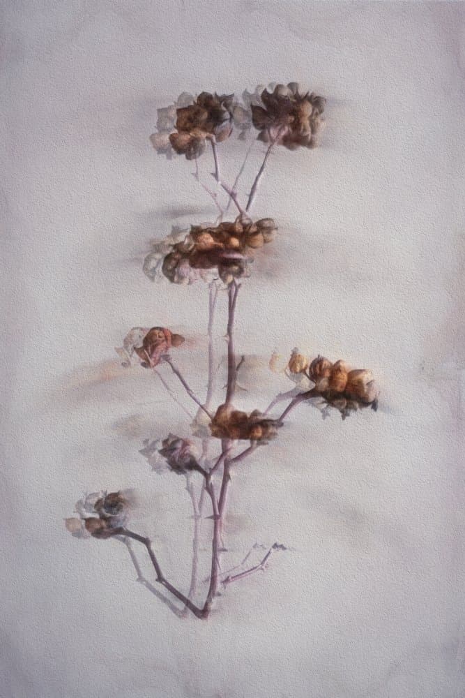 Soft Dried Botanicals by Cicek Kiral — canvas wall art