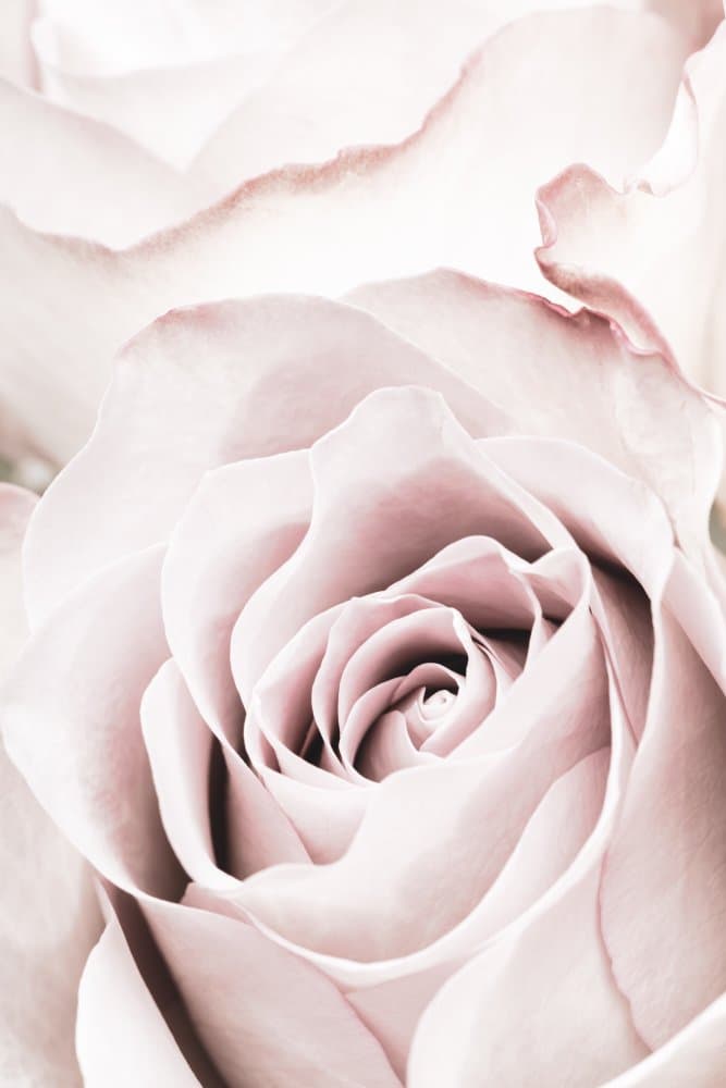 Soft Pink Rose by Pictufy Studio III — canvas wall art