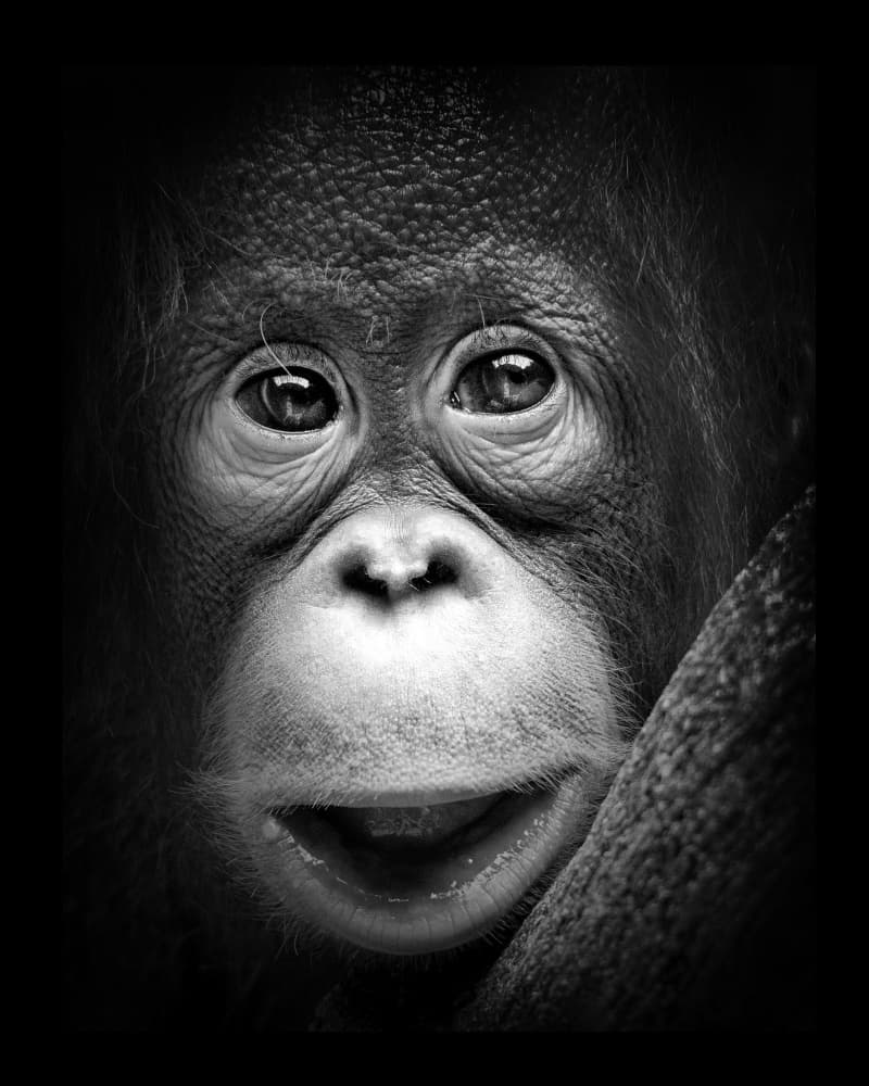 Happy Baby Orangutan by Antonyus Bunjamin (Abe) — canvas wall art