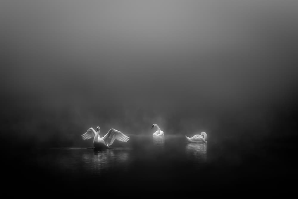 Elegant Swans In Mist by Jiong Chen — canvas wall art