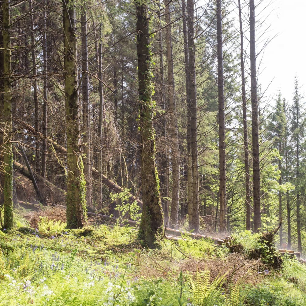 Vibrant Woodland Sunlight by Lynann Colligan — canvas wall art