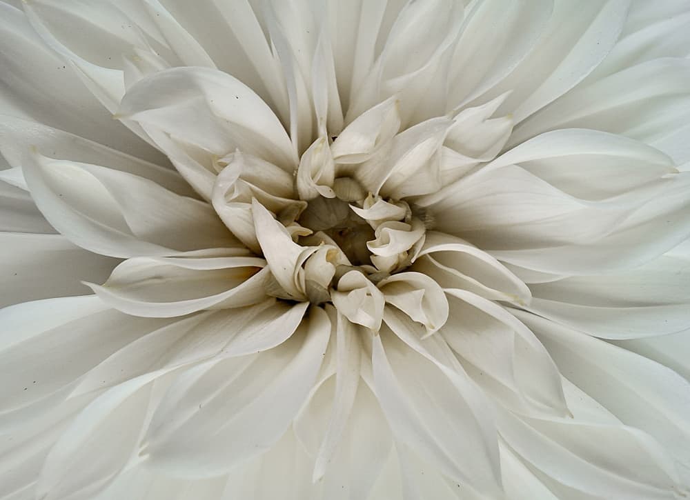 White Dahlia Bloom by Fred Louwen — canvas wall art