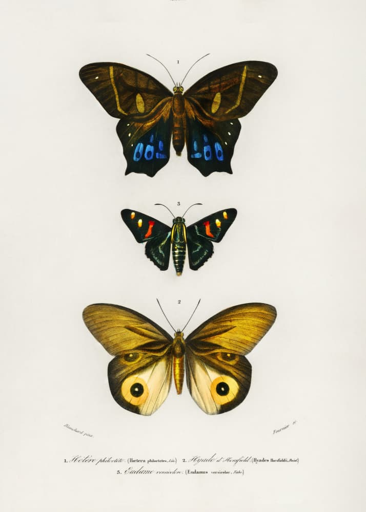 Different Types of Butterflies III by Charles Dessalines D Orbigny — canvas wall art
