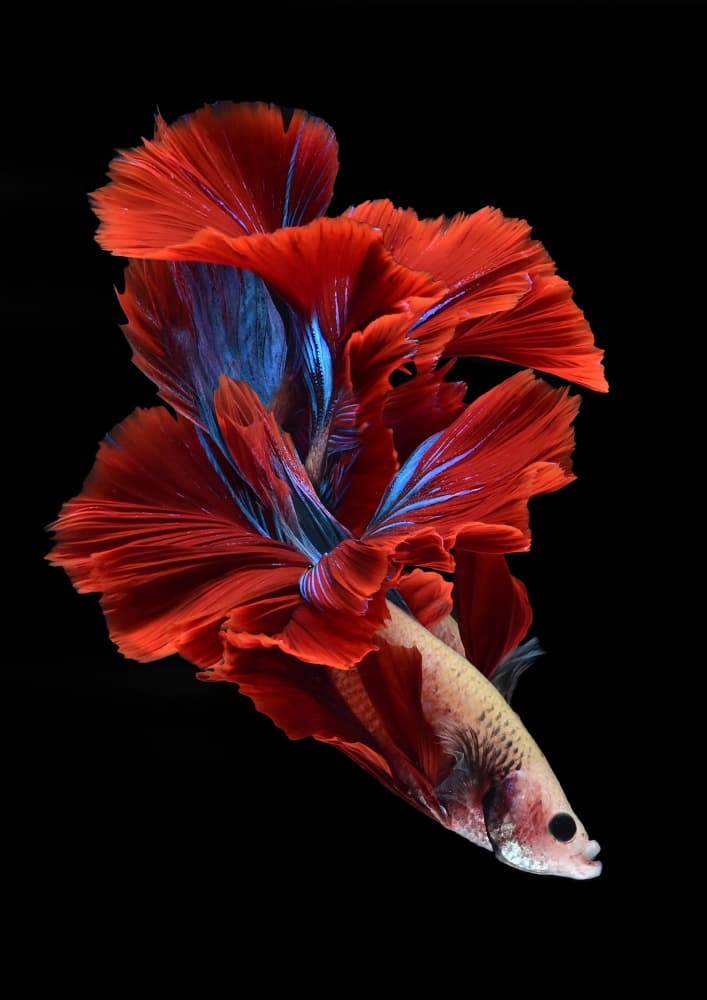 Vibrant Betta Flow by Rawisyah Aditya — canvas wall art