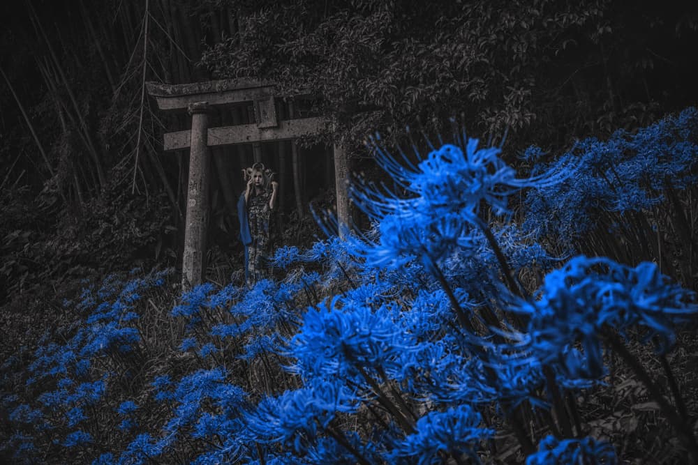 Blue Flowers Shrine Gate by KOIKI — canvas wall art