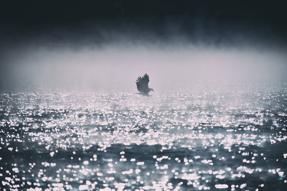 Majestic Eagle Flight by Yu Cheng — canvas wall art