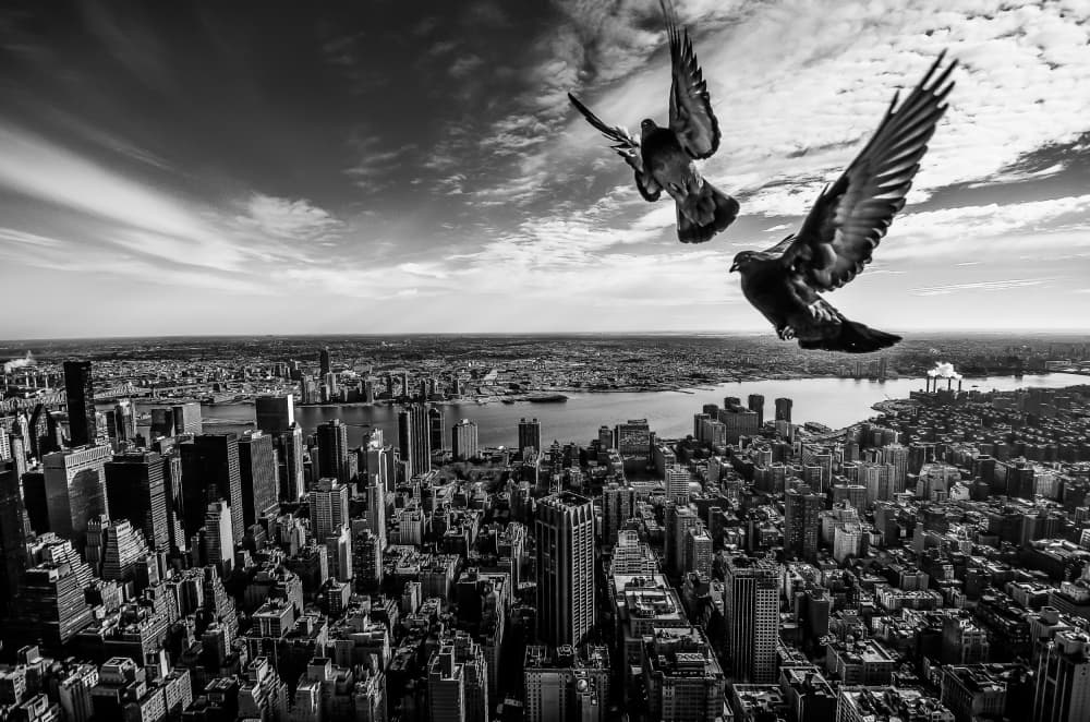 Pigeons Soaring Cityscape