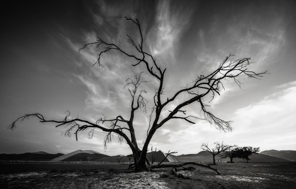 Lone Desert Tree by joanaduenas — canvas wall art