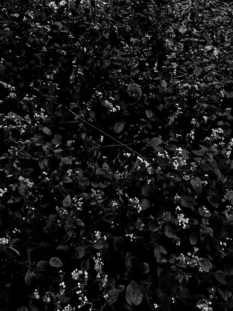 Dark Foliage White Blooms by Santhosh ch — canvas wall art