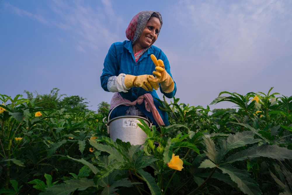 Happy Okra Harvest by Kuntal Biswas — canvas wall art