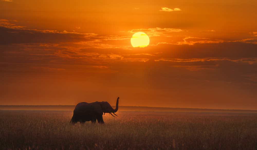 African Sunset Elephant by MIN LI — canvas wall art