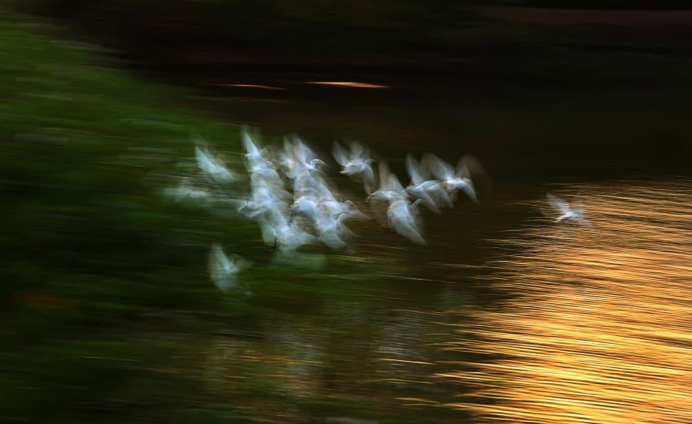 Birds In Golden Light by swapnil deshpande — canvas wall art
