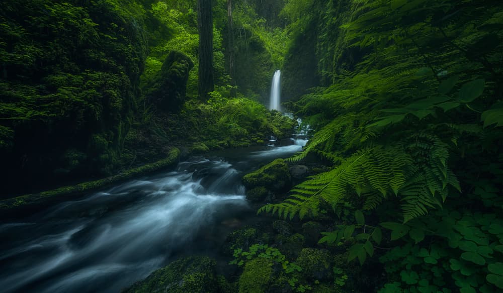 Flowing Forest Falls by Ryan Dyar — canvas wall art