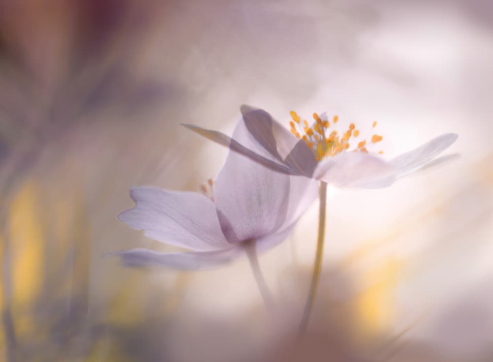 Soft Spring Blooms by Ylva Sjögren — canvas wall art
