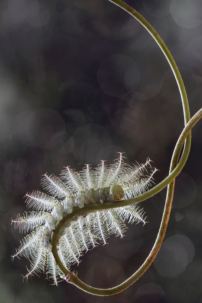 Glowing Spiky Caterpillar by Abdul Gapur Dayak — canvas wall art