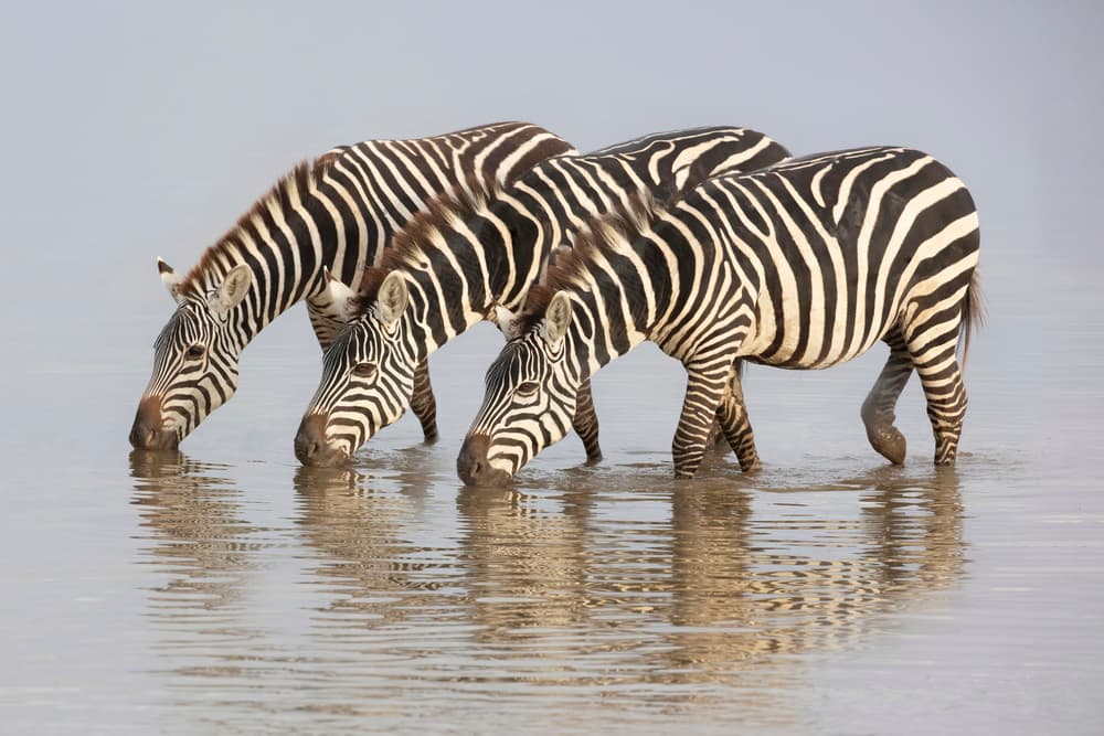 African Zebras Drinking by Linda D Lester — canvas wall art