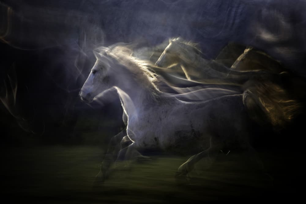 Galloping White Spirits by Milan Malovrh — canvas wall art