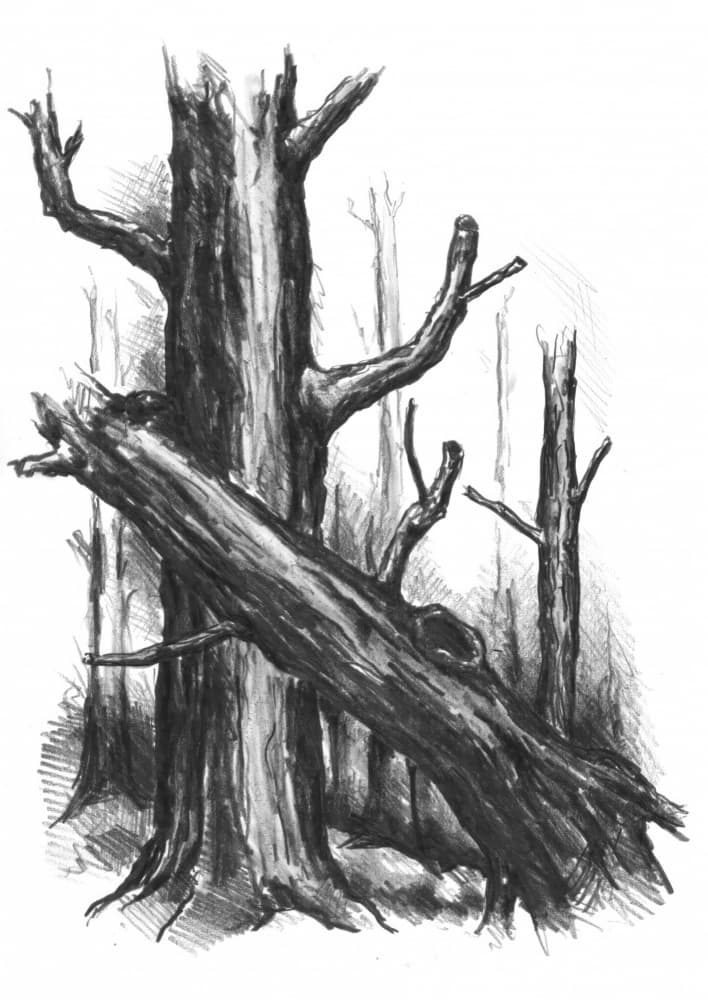 Rustic Forest Sketch by Kulik — canvas wall art