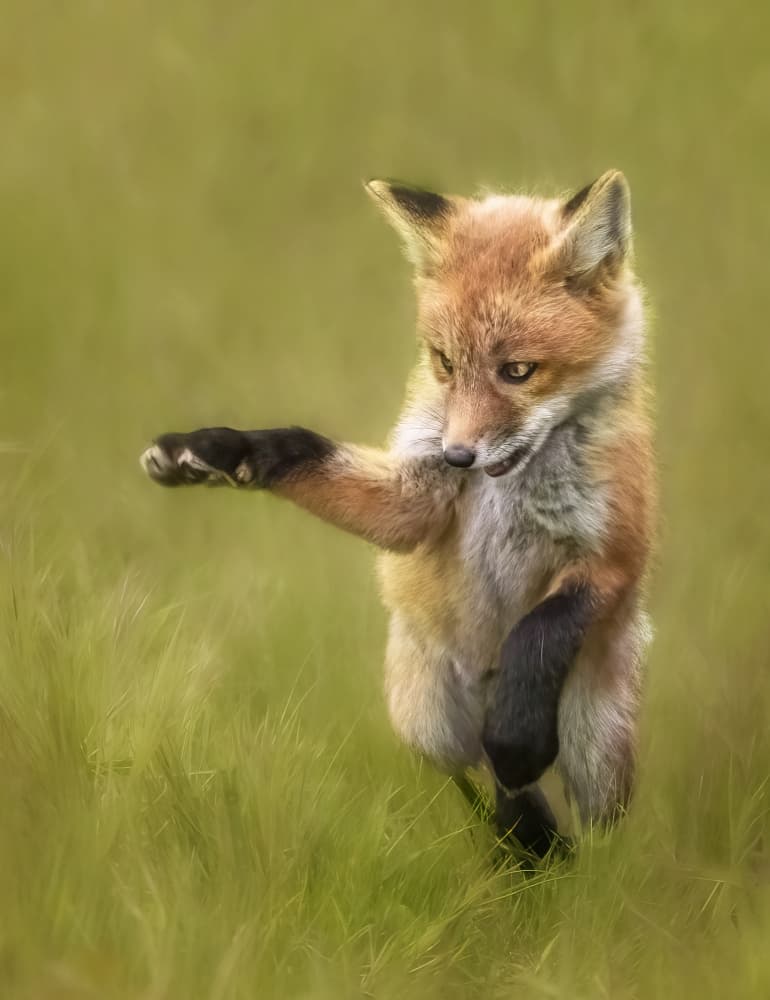 Playful Fox Kit by Lisa D. Tang — canvas wall art