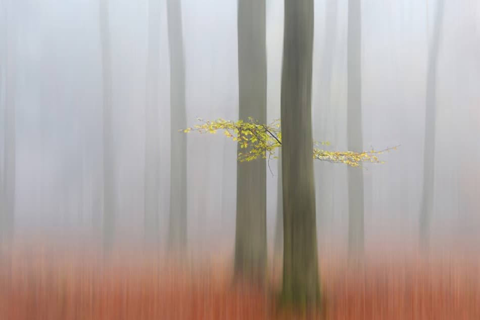 Dreamy Forest Blur by Huib Limberg — canvas wall art