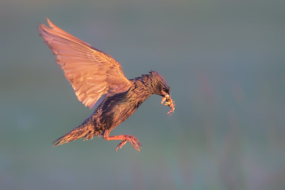 Bird's Golden Catch by Jun Zuo — canvas wall art