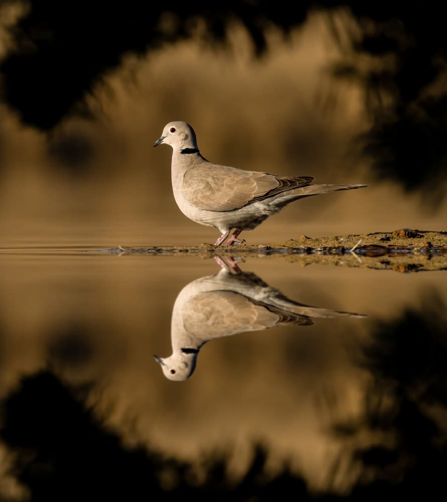 Peaceful Dove Reflection by Ahmed Elsheshtawy — canvas wall art