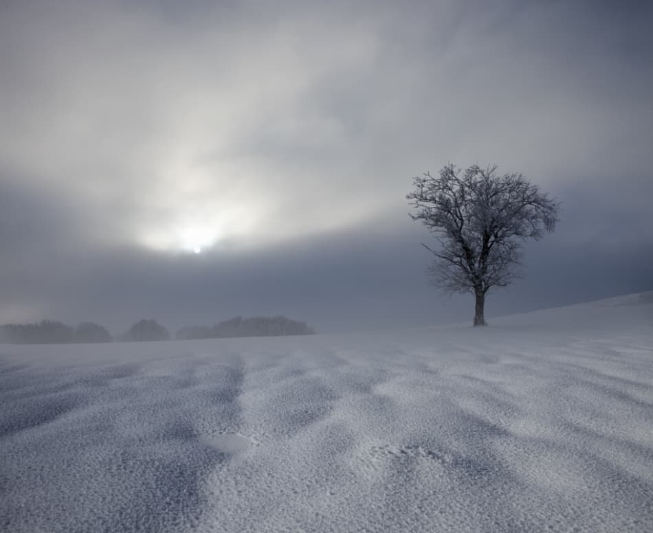 Solitary Tree Winter Sun by Nicolas Schumacher — canvas wall art