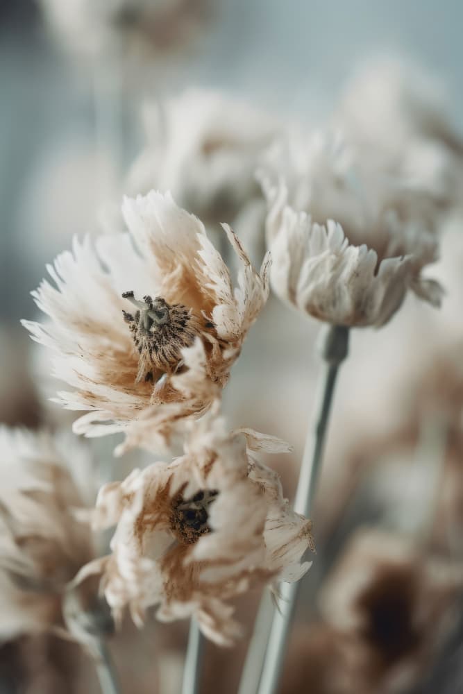 Whispering Petals by Treechild — canvas wall art