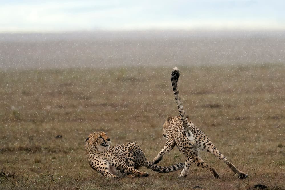 African Cheetahs Playing by Peter Hudson — canvas wall art
