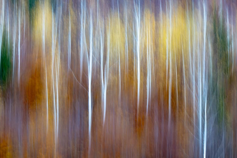 Abstract Autumn Forest by Robert Istodor-Iocsa — canvas wall art