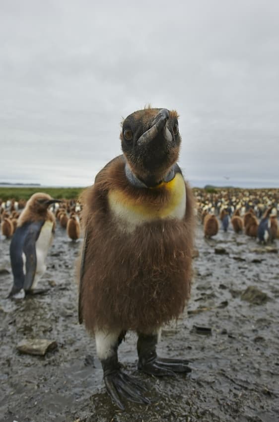 Curious Brown Penguin Chick by Sergey Kokinskiy — canvas wall art