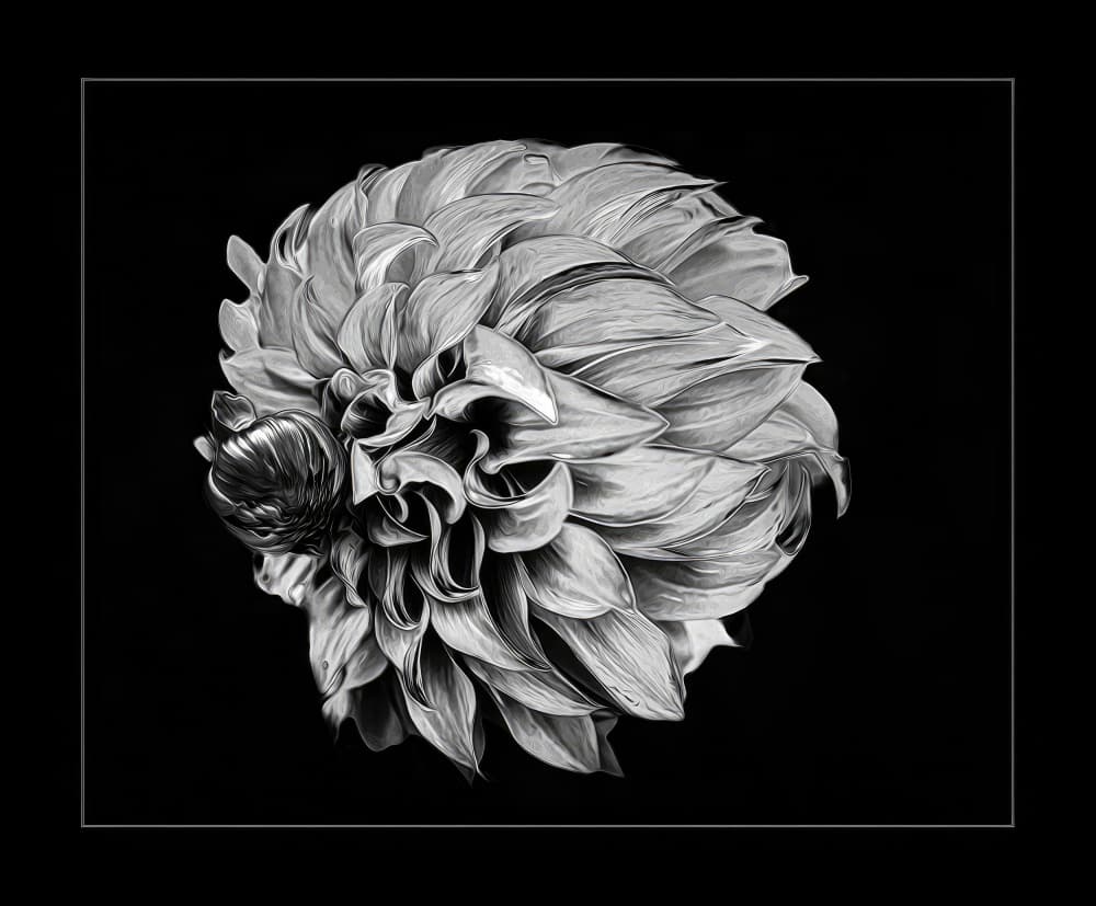 Black and White Dahlia by Barbara Fletcher — canvas wall art