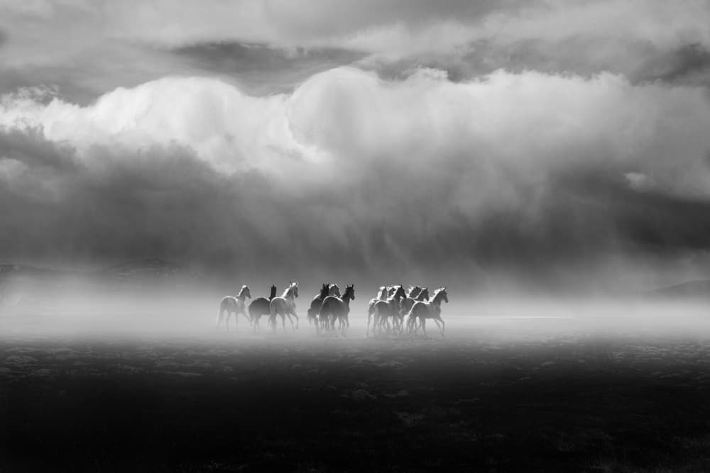 Wild Horses Galloping Through Mist by Hsiao-Yang Fei — canvas wall art