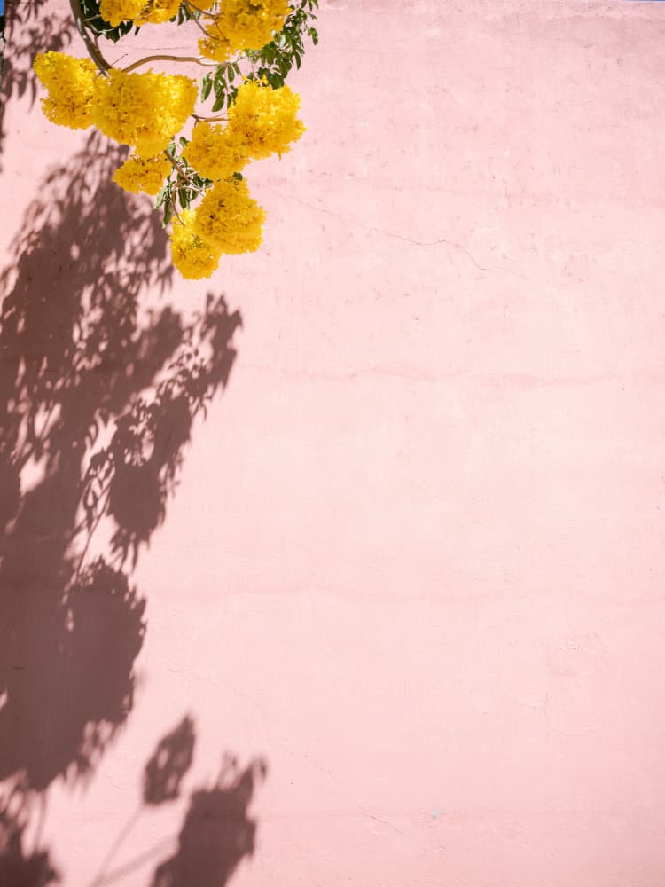 Yellow and Pink | Oaxaca Mexico by Raisa Zwart — canvas wall art