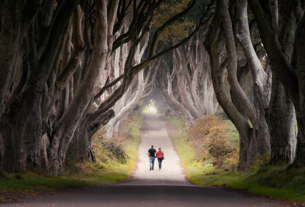 Enchanted Tree Tunnel Walk by Francis Wilson — canvas wall art