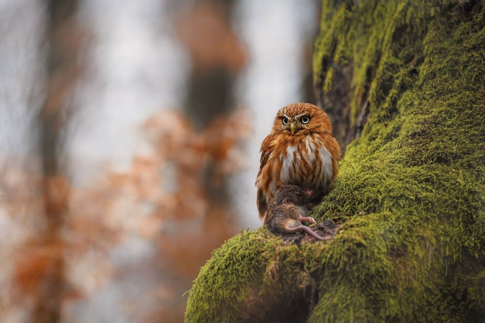 Pygmy Owl with Prey by Michaela Firešová — canvas wall art