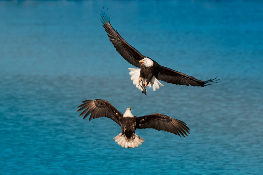 Flying Eagles With Fish by Ken Liang — canvas wall art