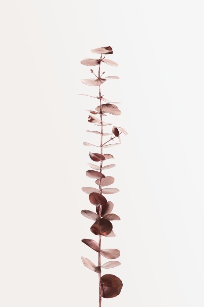 Earthy Eucalyptus Stem by Pictufy Studio III — canvas wall art