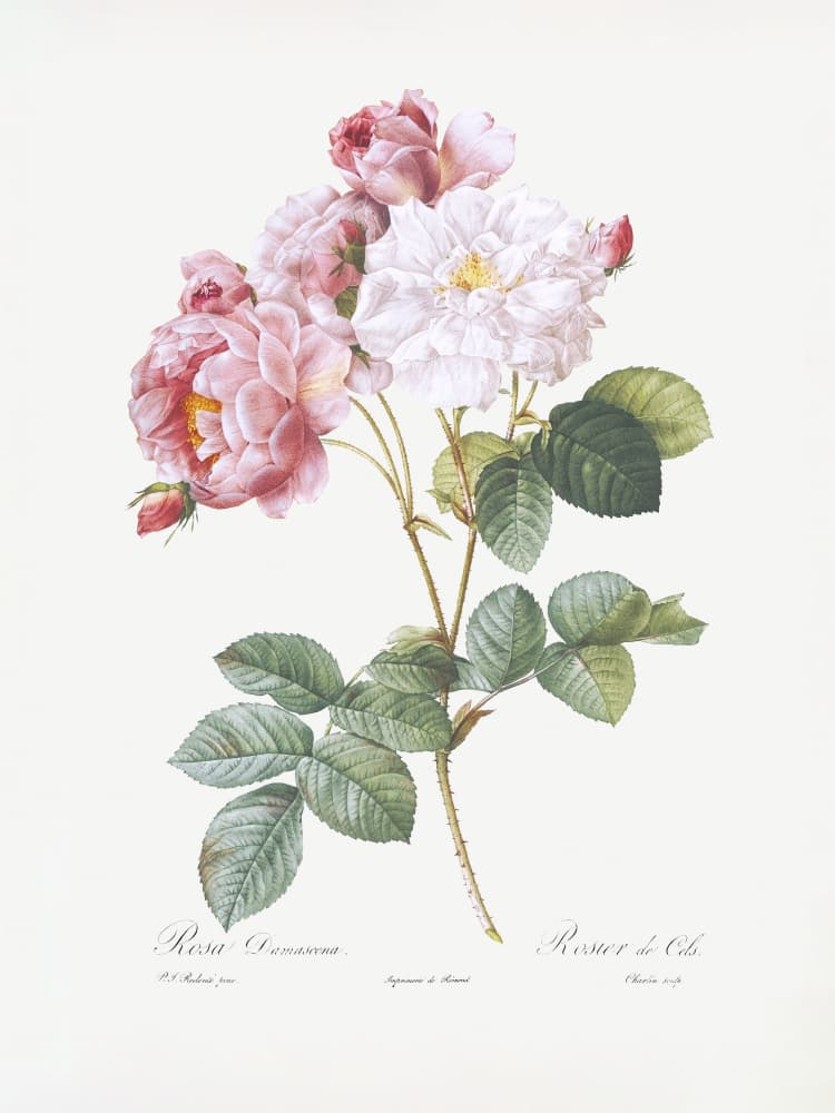 Rosebush, Les Roses (1817–1824) by Pierre-Joseph Redoute — canvas wall art
